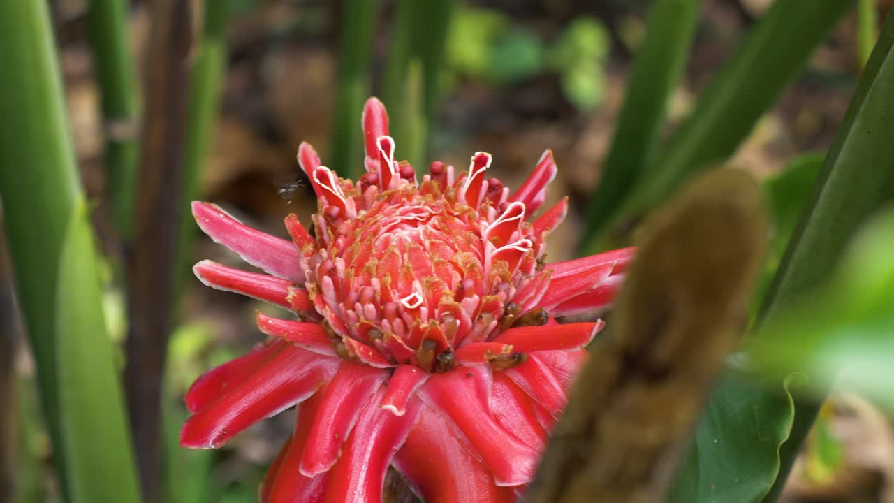 한 마리의 파리가 태국 사원 정원에 있는 꽃잎에 착륙하는 것을 볼 때 붉은 꽃잎에 가까이서 볼 수 있습니다.