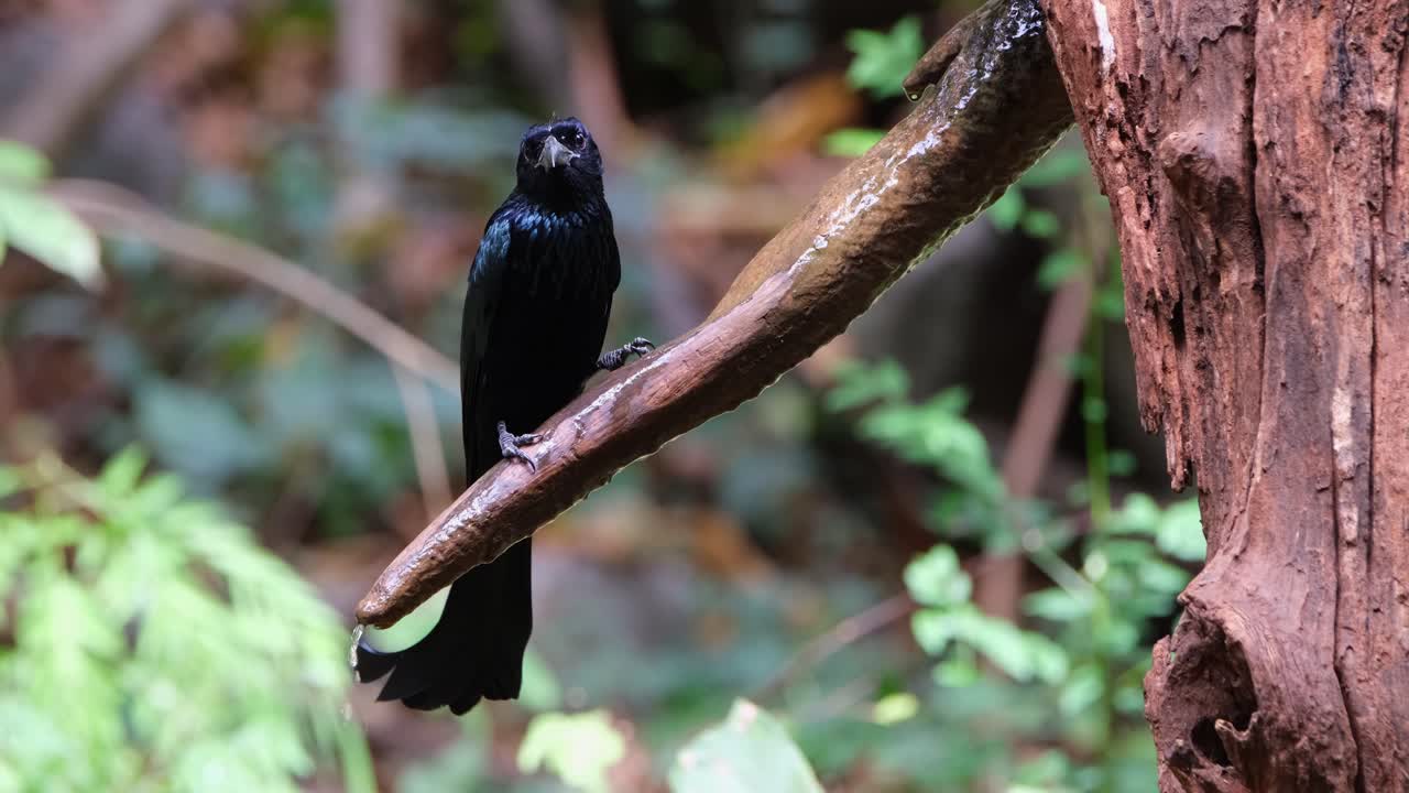 la cámara se aleja mientras este pájaro bebe de la rama con agua fresca que gotea, drongo dicrurus hottentottus con cresta de pelo, tailandia