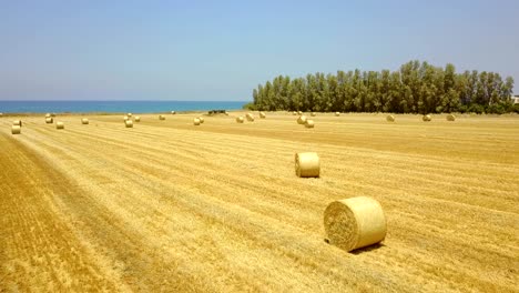 yellow field with round sheaves of hay. harvest