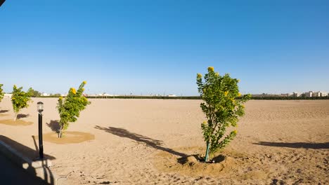 pov shot of watered trees in the desert at the roadside in egypt