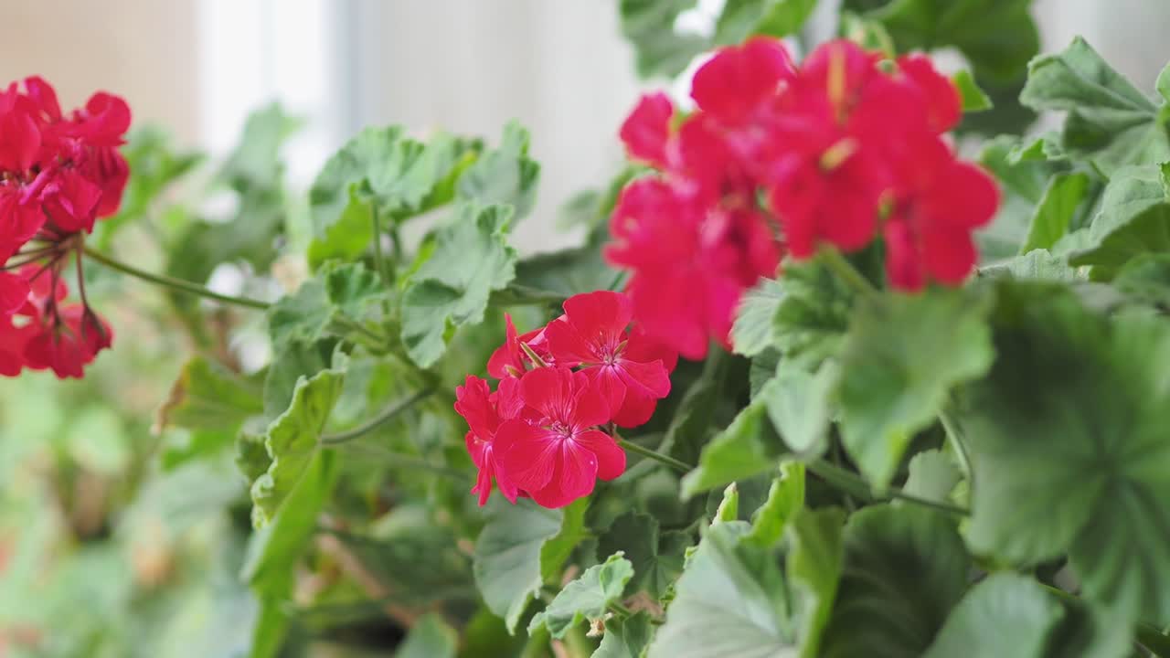 primer plano de flores de pelargonium con gotas de agua sobre pétalos y flores