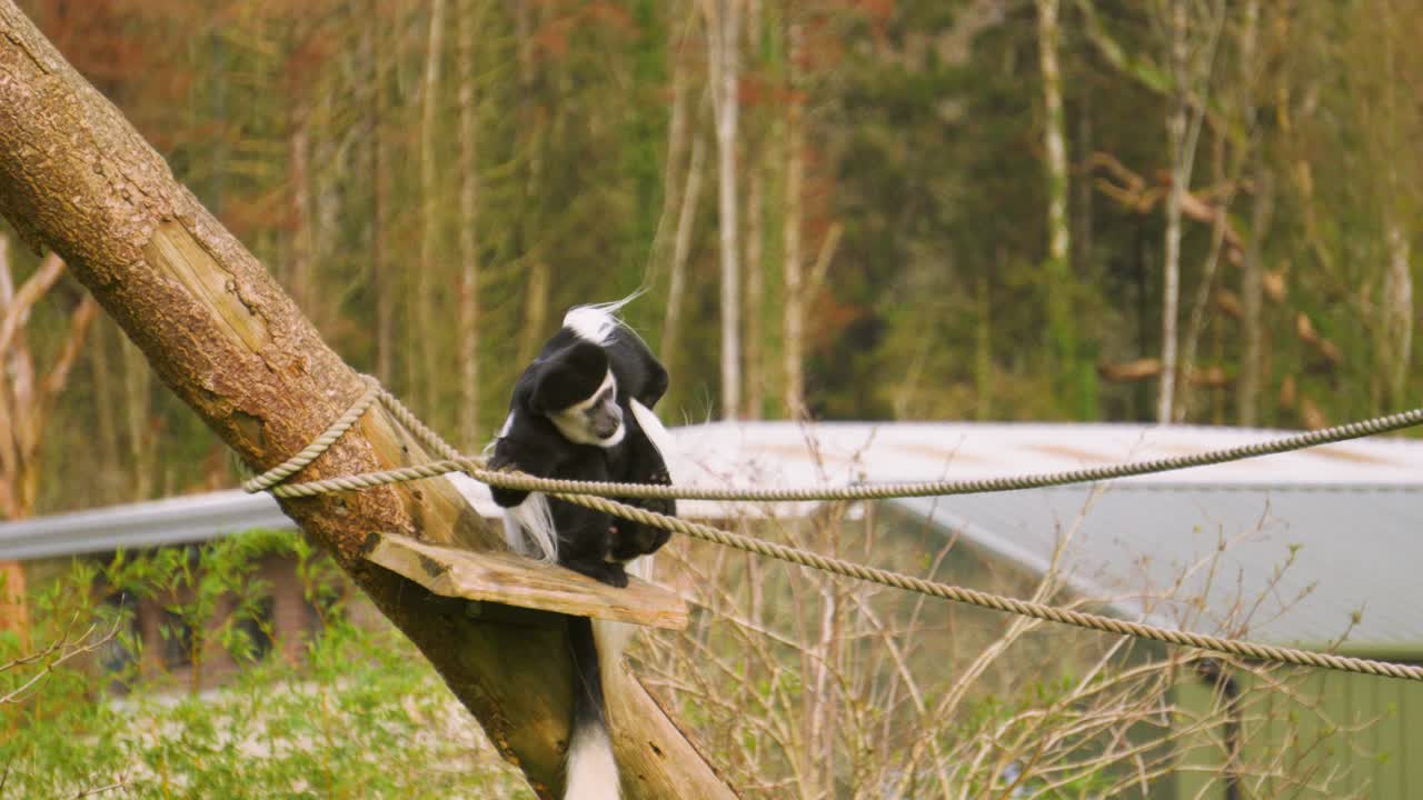 Scimmia colobo bianconero che si gratta il pelo al rallentatore mentre la telecamera si muove. Ideale per video sulla fauna selvatica africana e sul comportamento dei primati.
