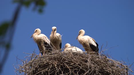 Static-shot-of-large-young-storks-stand-in-nest-with-deep-blue-sky,-Latvia