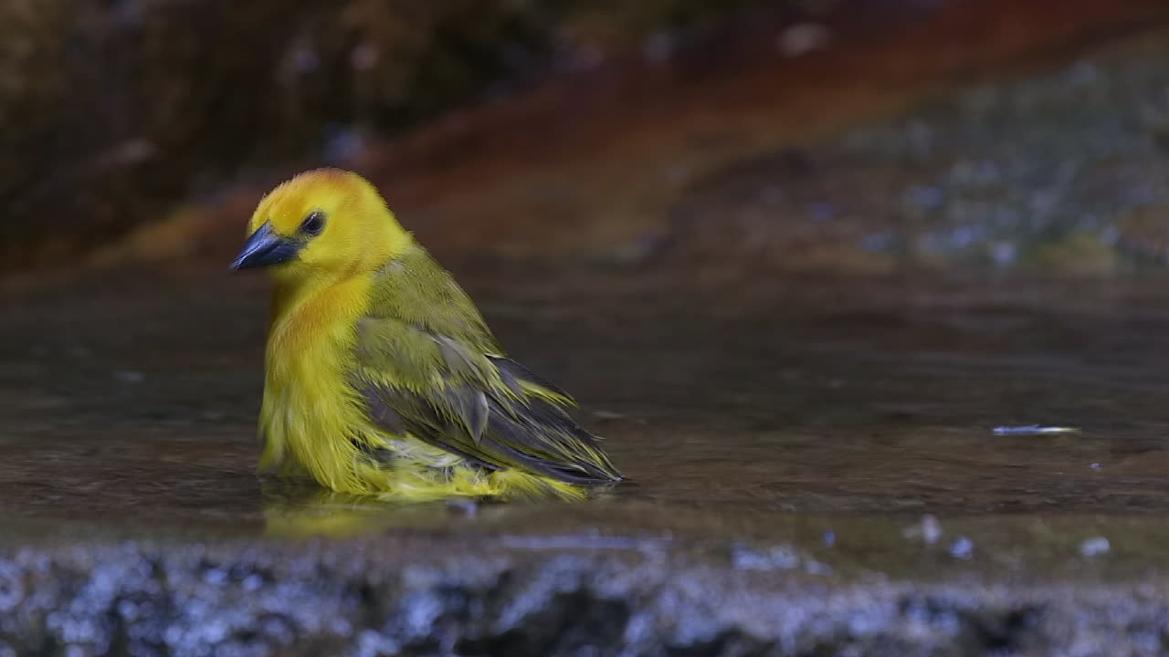 타베타 황금 위버 새 물장난