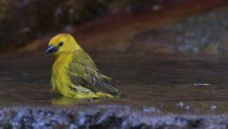 Taveta-Goldener-Webervogel,-Der-Mit-Wasser-Spielt