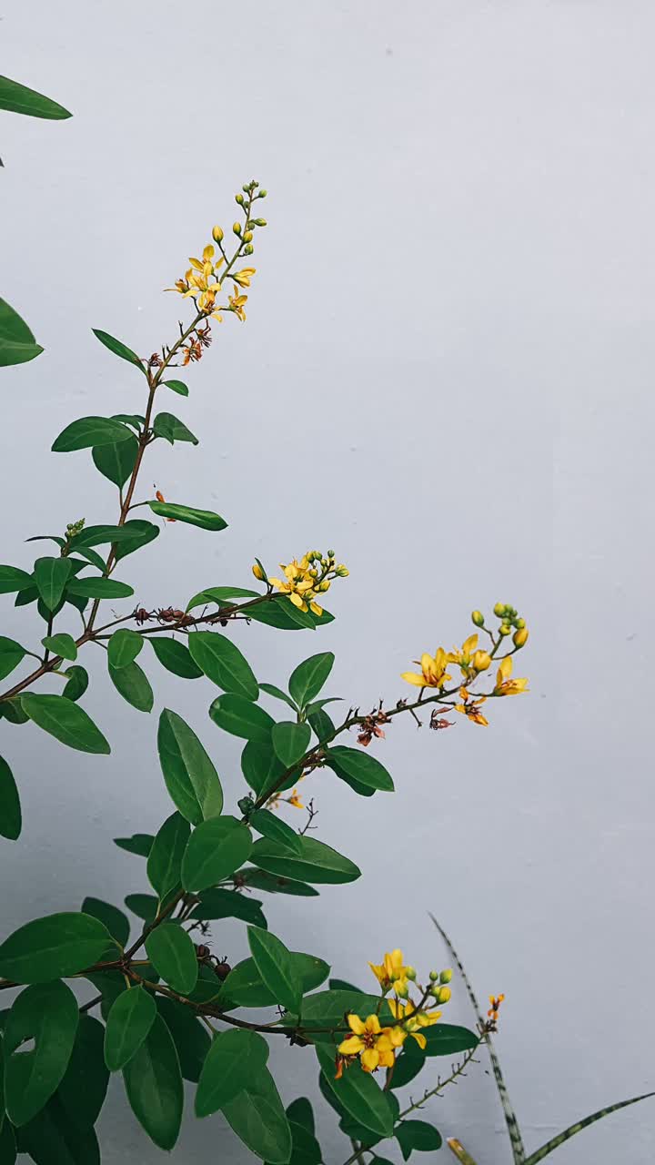 Yellow Flowers and Green Leaves Against a Light Gray Wall