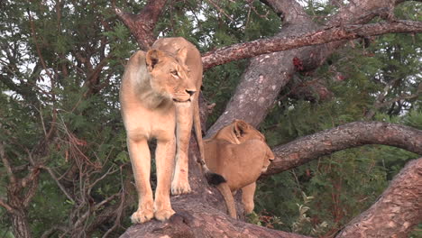 a lioness surveys the land while standing tall in a fallen tree with another female lion lounging beside her