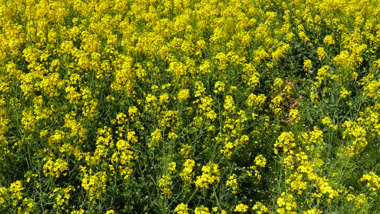 campos con colza en flor