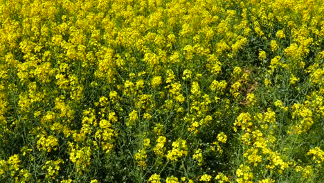 Fields-with-blooming-rapeseed