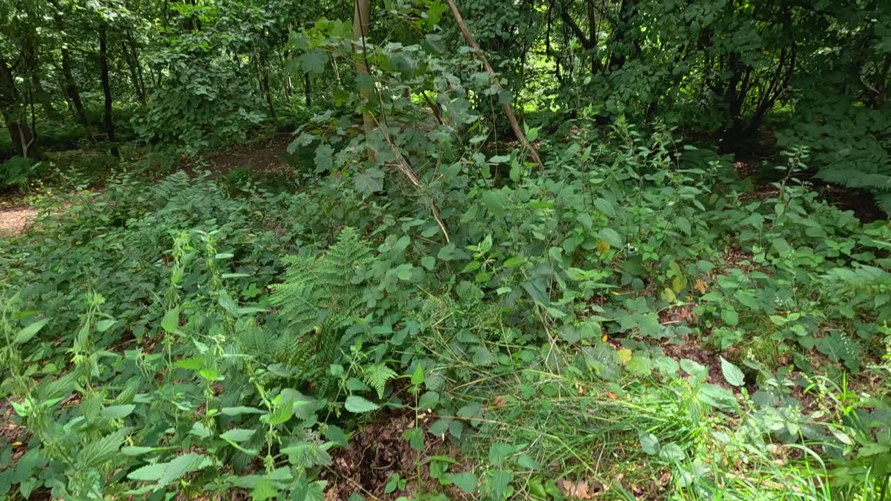 la exuberante vegetación rodea el monumento de william wallace