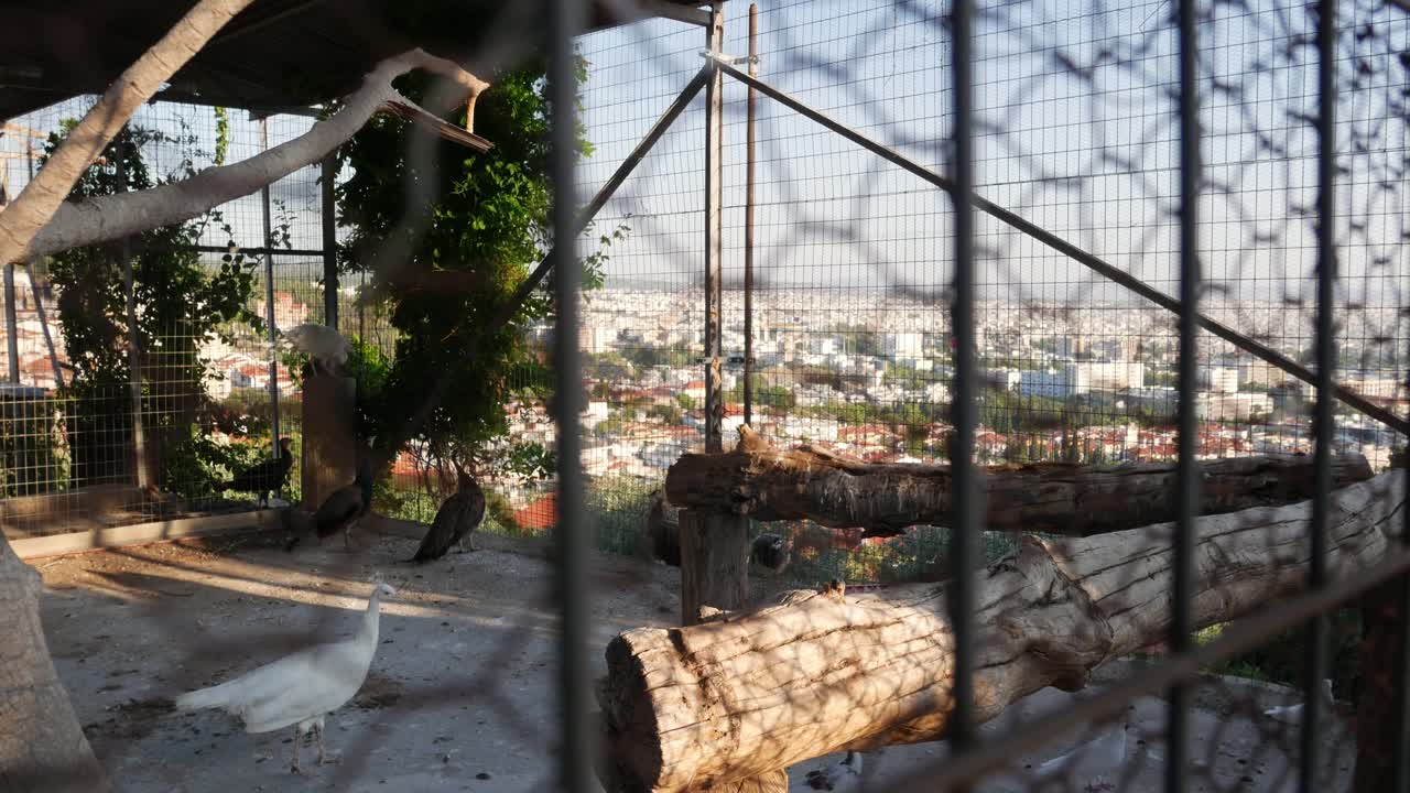 Chicken coop with views over Thessaloniki, Vlatadon monastery, white peacok