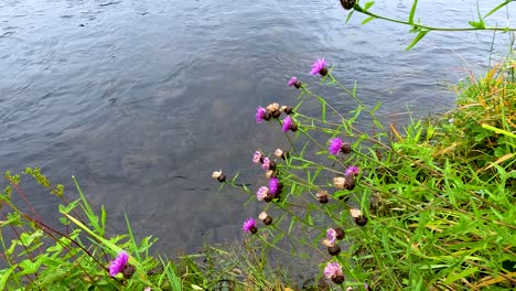 vibrant flowers sway beside a flowing river