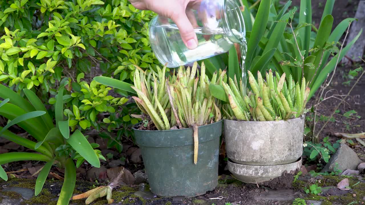 riego de plantas caseras de aloe vera secas y descuidadas en macetas al aire libre