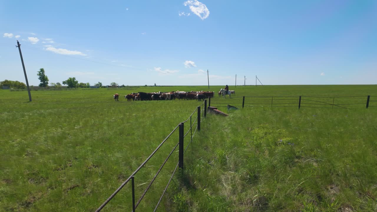 Cattle Dairy Farming Near Countryside Of Kazakhstan, Central Asia. Wide Shot