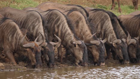 panorámica a través de caras de ñus bebiendo agua turbia en un estanque africano