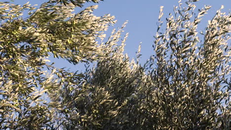 olive trees in wind