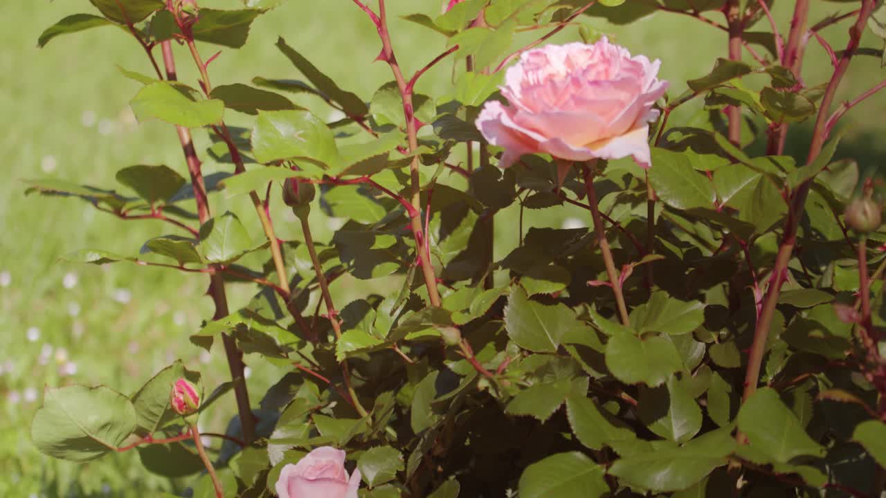 Blommande rosenbuske i en trädgård en solig dag