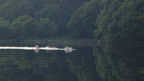 swimming in a scenic lake on a bright morning, ireland