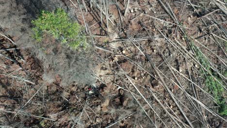 leñador en acción: imágenes de drones de la tala de abetos