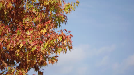 colourful leaves waving in the wind against a blue sky during a sunny autumn day