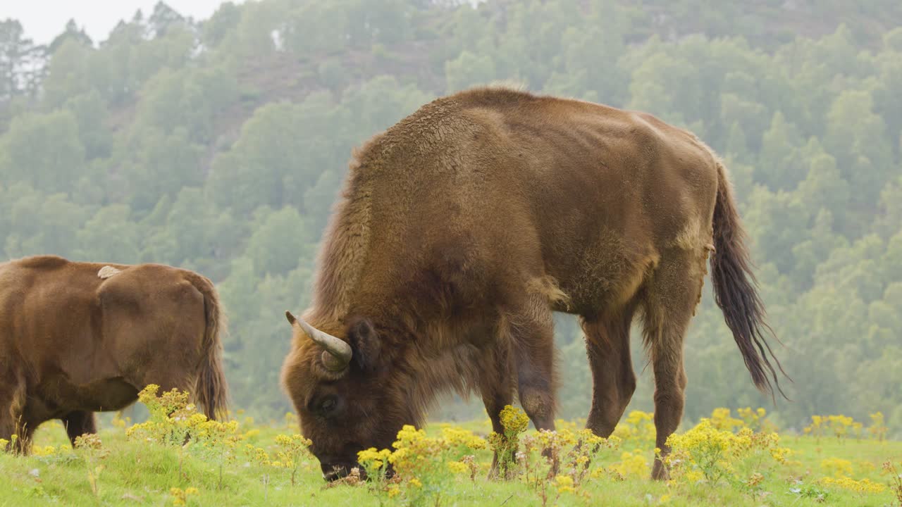 Two European bison graze calmly among yellow wildflowers in a lush meadow, with a forested hillside in the background and soft, diffused natural lighting