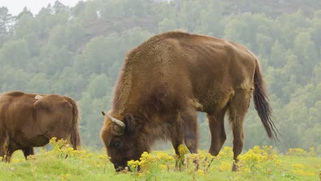 two european bison graze calmly among yellow wildflowers in a lush meadow, with a forested hillside in the background and soft, diffused natural lighting