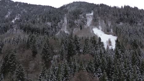 Toma-Aérea-4k-De-Un-Bosque-De-Pinos-Cubierto-De-Nieve-En-Las-Montañas-4k