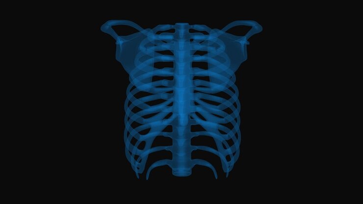 Ribs wireframe with thin blue lines. Human skeleton on black background x-ray technology. Loop rotation animation