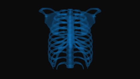 ribs wireframe with thin blue lines. human skeleton on black background x-ray technology. loop rotation animation