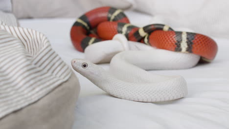 close up of two pet snakes slithering on the bed at home 2