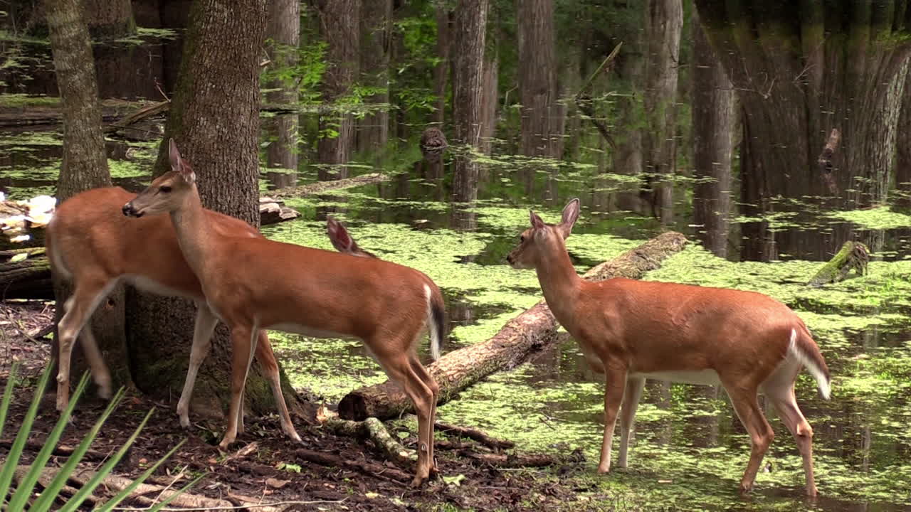 tres ciervos de cola blanca en el bosque