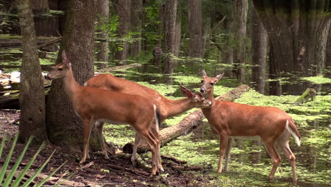 drei weißwedelhirsche im wald