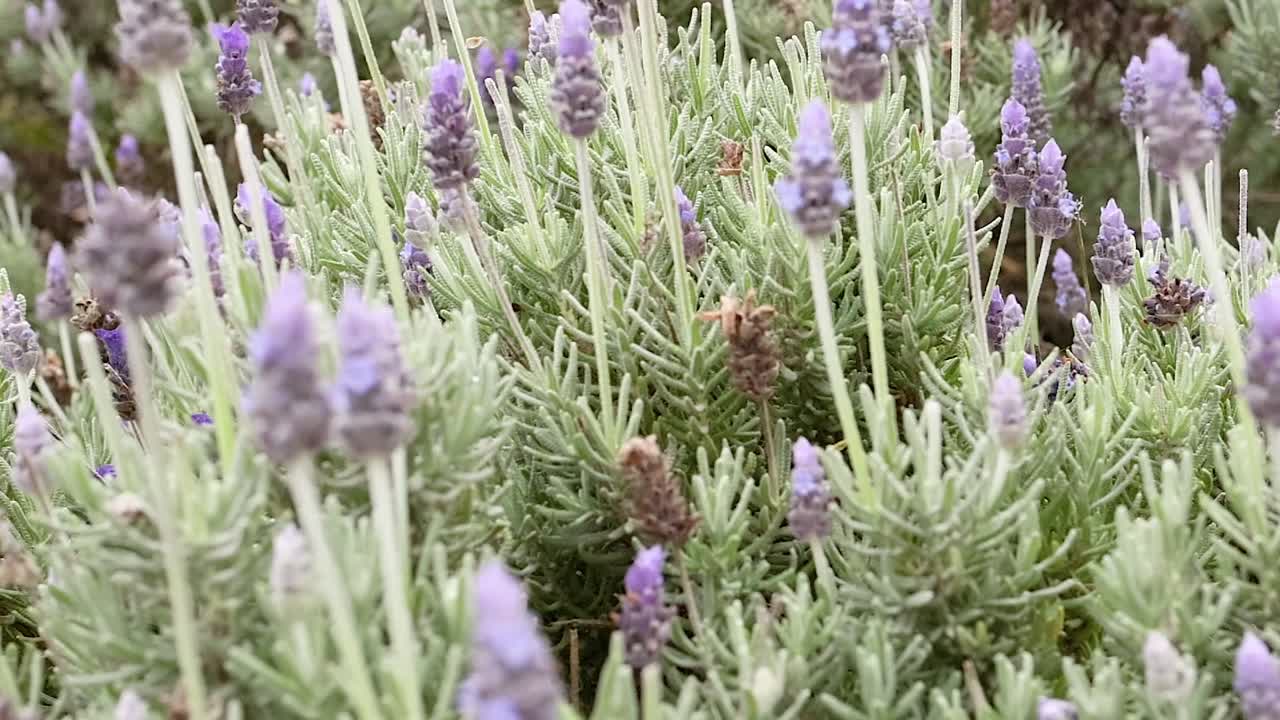 Una ripresa ravvicinata dettagliata di piante di lavanda viola in fiore che si muovono delicatamente in un giardino