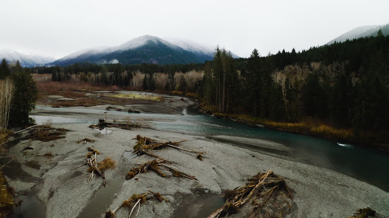 árboles caídos en el río hoh durante el día en la península olímpica, washington, estados unidos