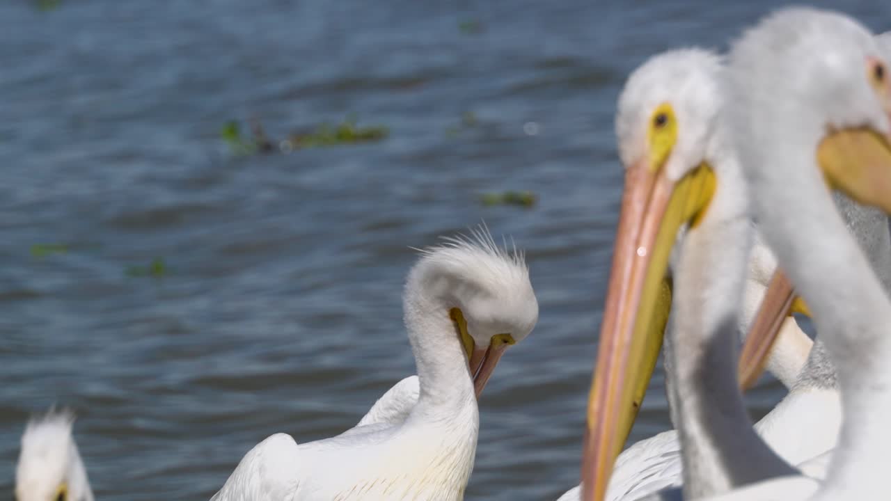 Pelícanos vivendo, voando e nadando na pequena cidade de Petatán, México, perto do lago Chapala