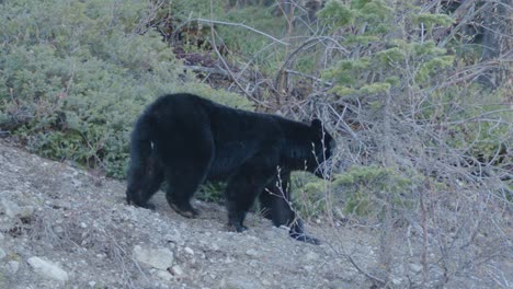 Black-bear-walking-free-in-wild,-down-the-hill