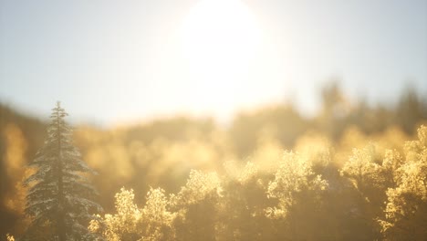 pine forest on sunrise with warm sunbeams