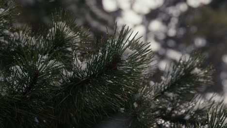 Preciosa-Cámara-Lenta-De-Una-Nieve-Que-Cae-Sobre-Las-Hojas-De-Un-Pino