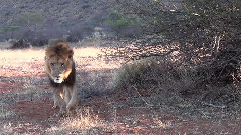 a large male lion walks past camera in the dry, arid southern kalahari
