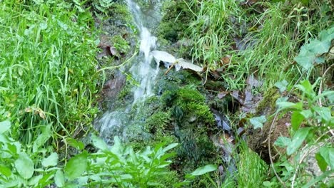 Clear-fresh-mountain-spring-water-flowing-through-dense-mossy-green-leafy-wilderness
