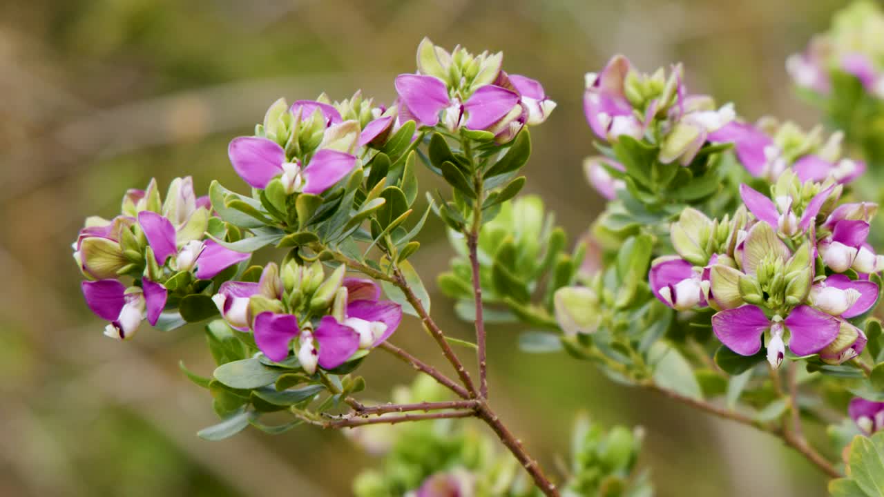 Pink Polygala myrtifolia flowers sway gently outdoors, captured in natural daylight with shallow focus