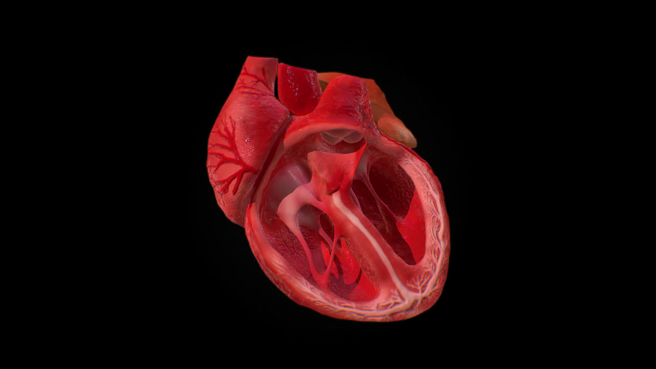 Cutaway View of a Human Heart