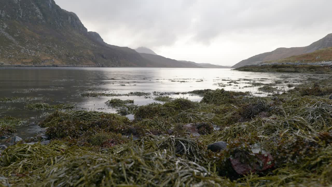 Regn falder på overfladen af en havarm i Skotland, mens bølger blidt skvulper mod en klippefyldt kyst og sten dækket af tang