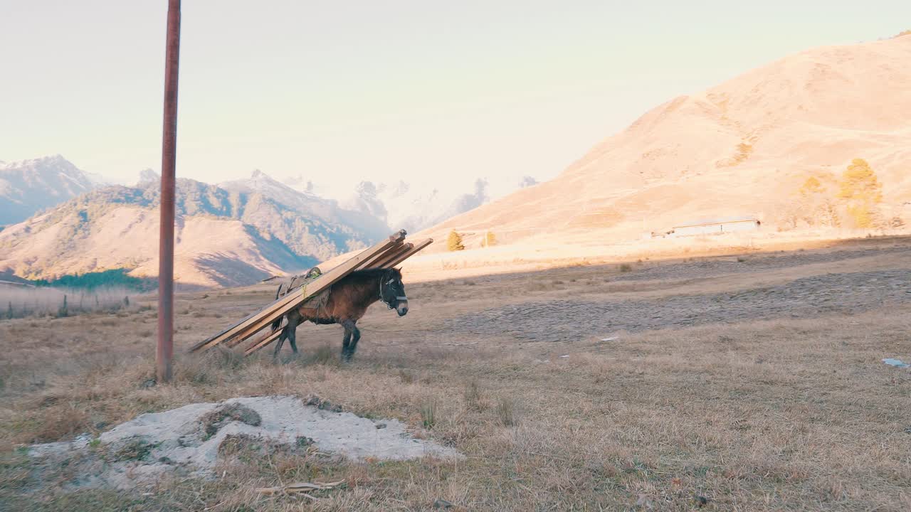 Horse used for agricultural work carry on his back wooden beams