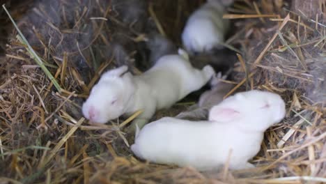 newborn rabbits in the nest near the mother