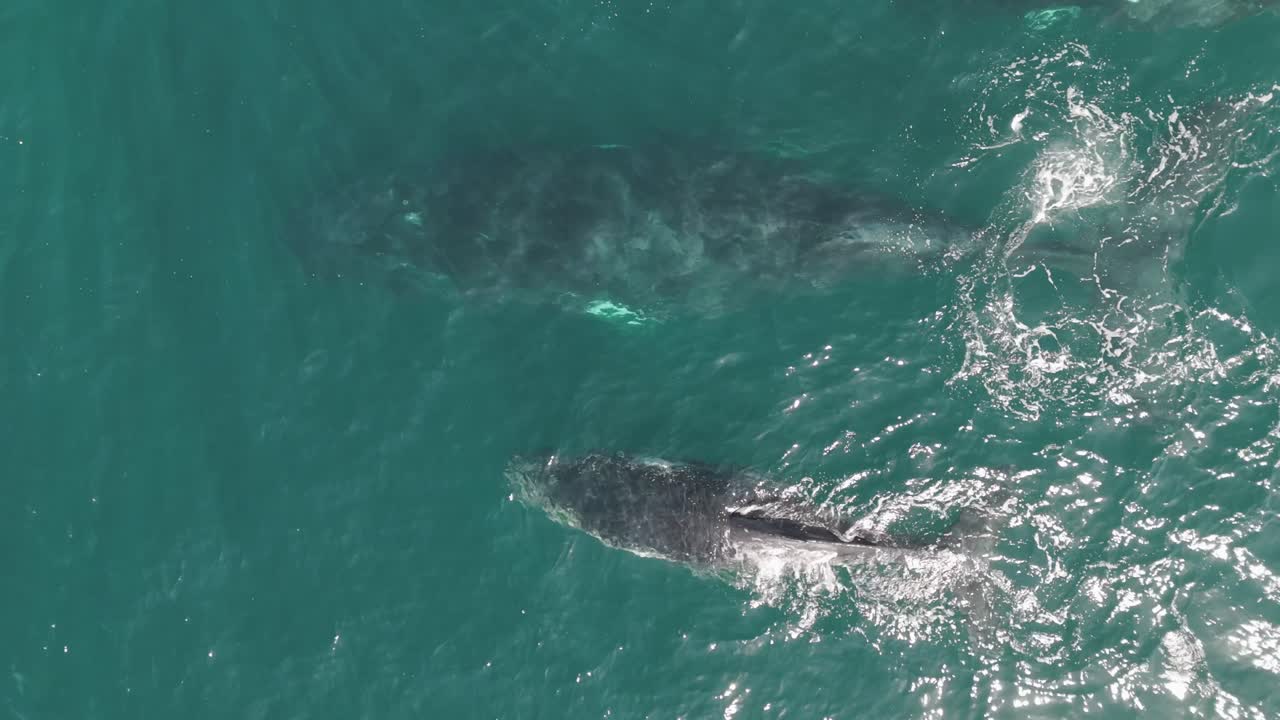 Aerial Top-Down Close-Up of Humpback Whale Pod and Calf During Migration in Sydney, Australia – Sun Rays Reflecting Off the Whales' Backs in Stunning Whale Watching Footage