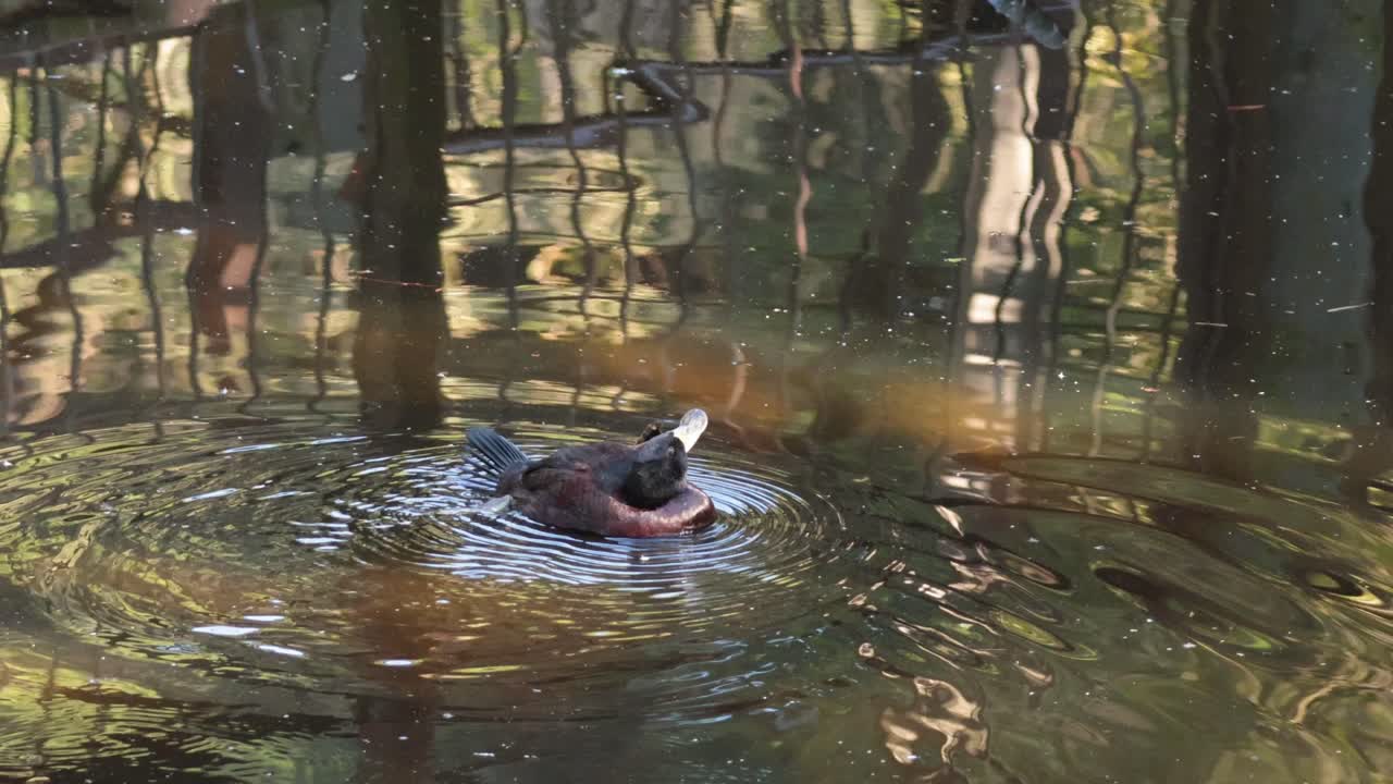 A duck swimming and splashing in a pond