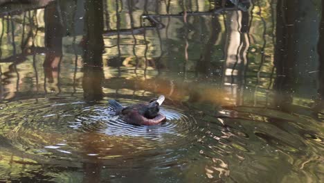 a duck swimming and splashing in a pond