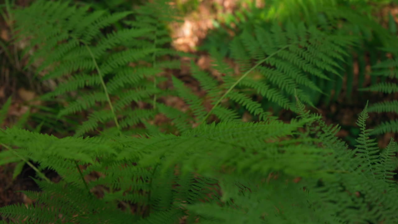 Fresh green leaves in forest. Scenic forest of fresh green leaves