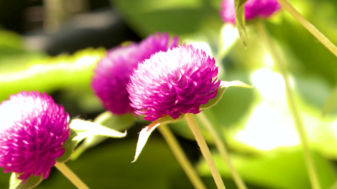 Foto close-up bunga globe amaranth merah muda yang bergoyang lembut di taman tropis yang cerah.